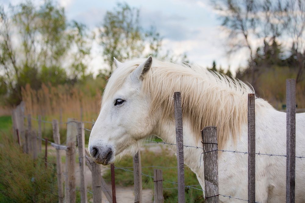 Horse in paddock, animal image. Free public domain CC0 photo.