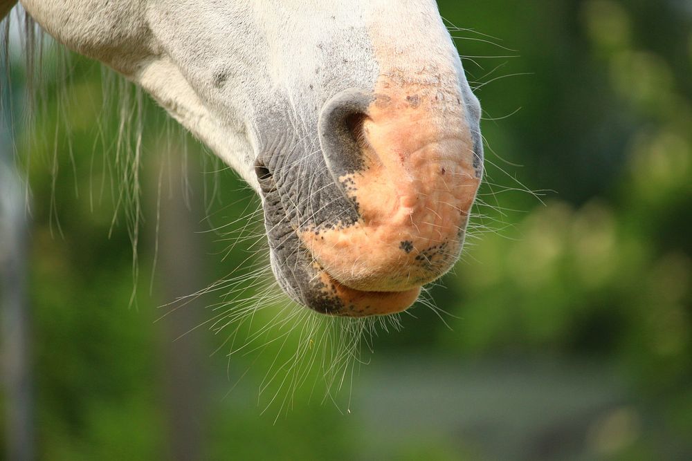 Horse nose close up. Free public domain CC0 photo.