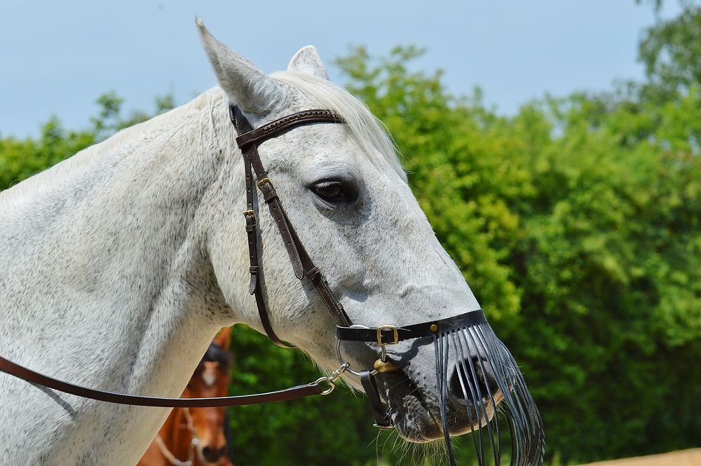 Gray Spanish horse. Free public domain CC0 photo.