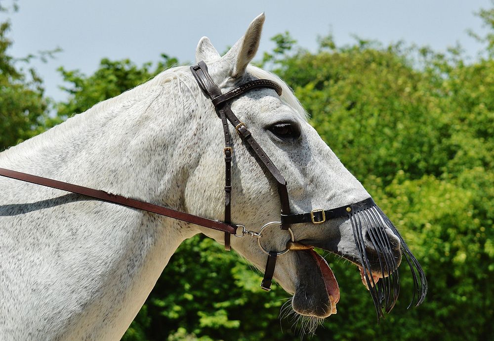 Gray Spanish horse. Free public domain CC0 photo.