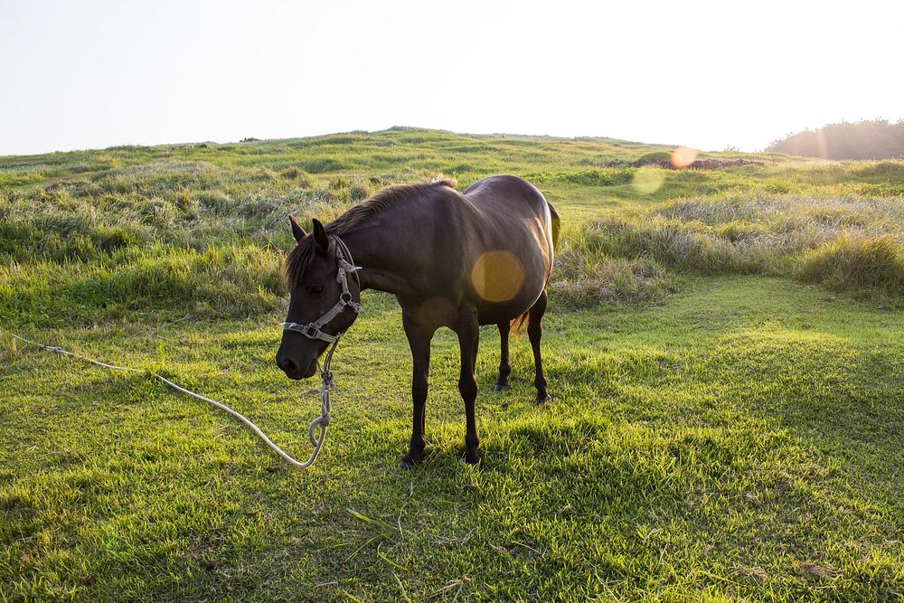 Brown horse, animal image. Free public domain CC0 photo.