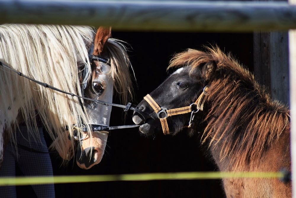 Cute ponies, animal photography. Free public domain CC0 image.