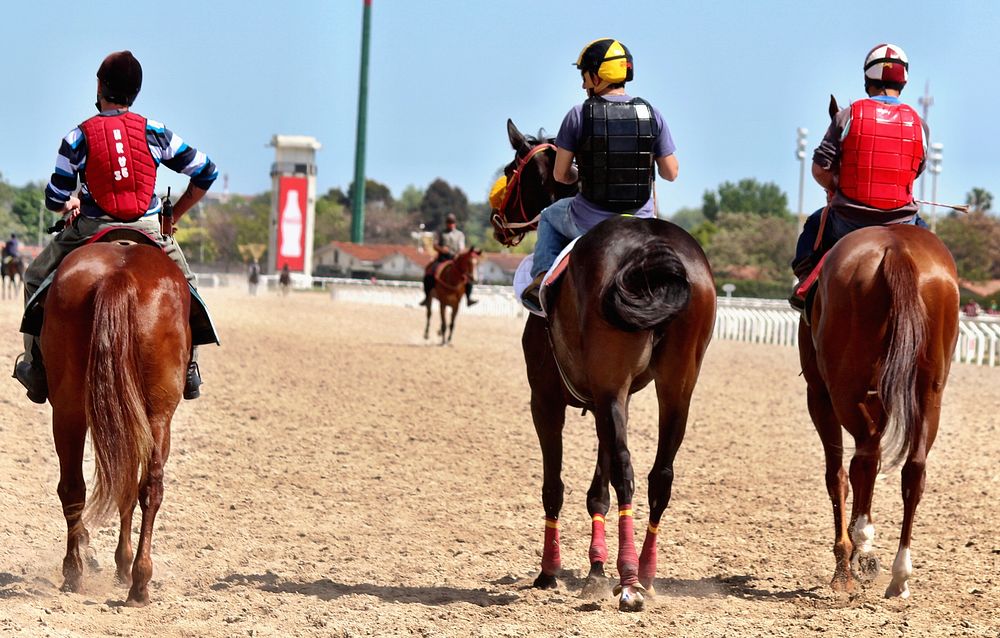 Racehorses in training. Free public domain CC0 photo.