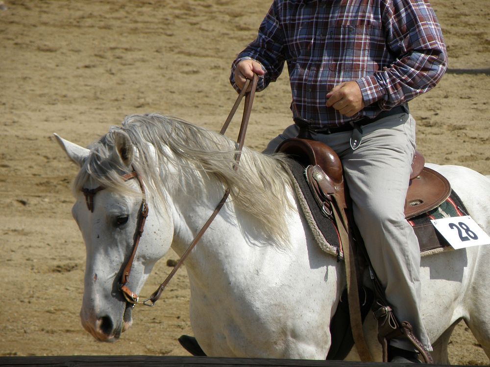 Reining equestrian competition. Free public domain CC0 photo.