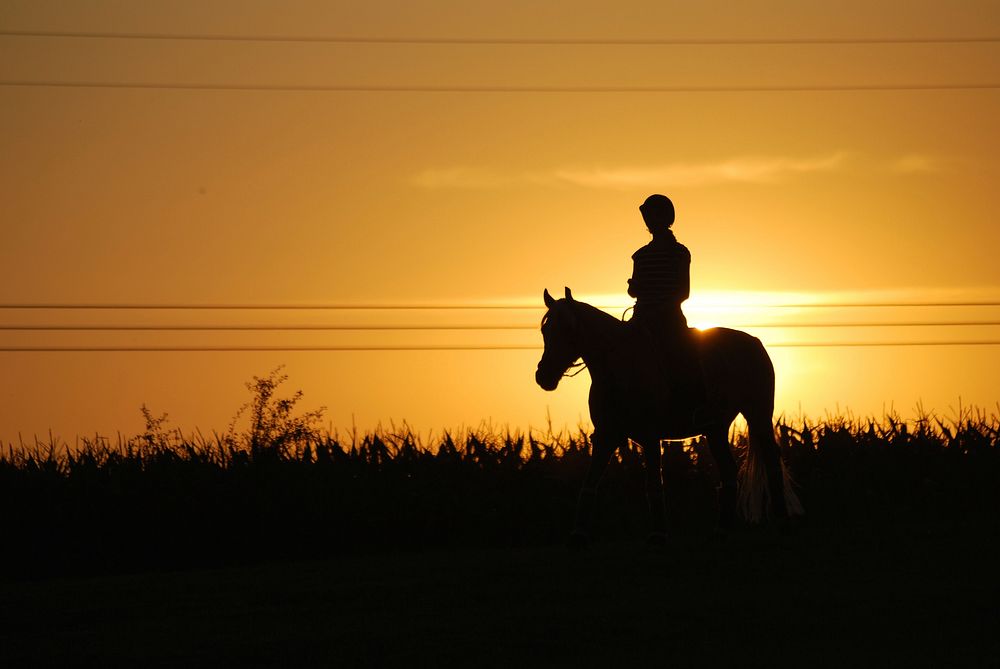 Horse & rider background. Free public domain CC0 photo.