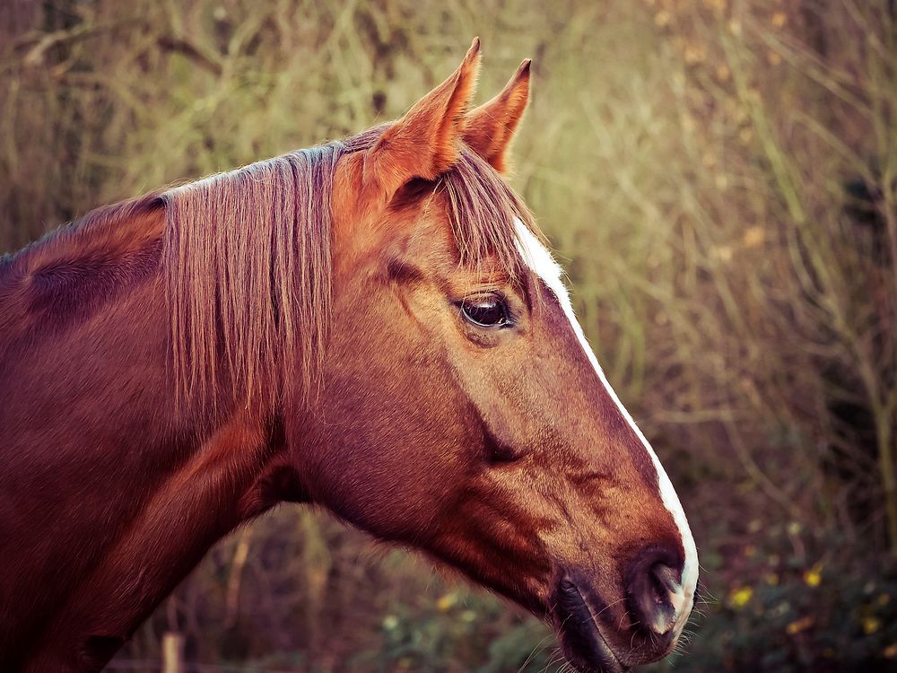 Chestnut horse, animal photography. Free public domain CC0 image.