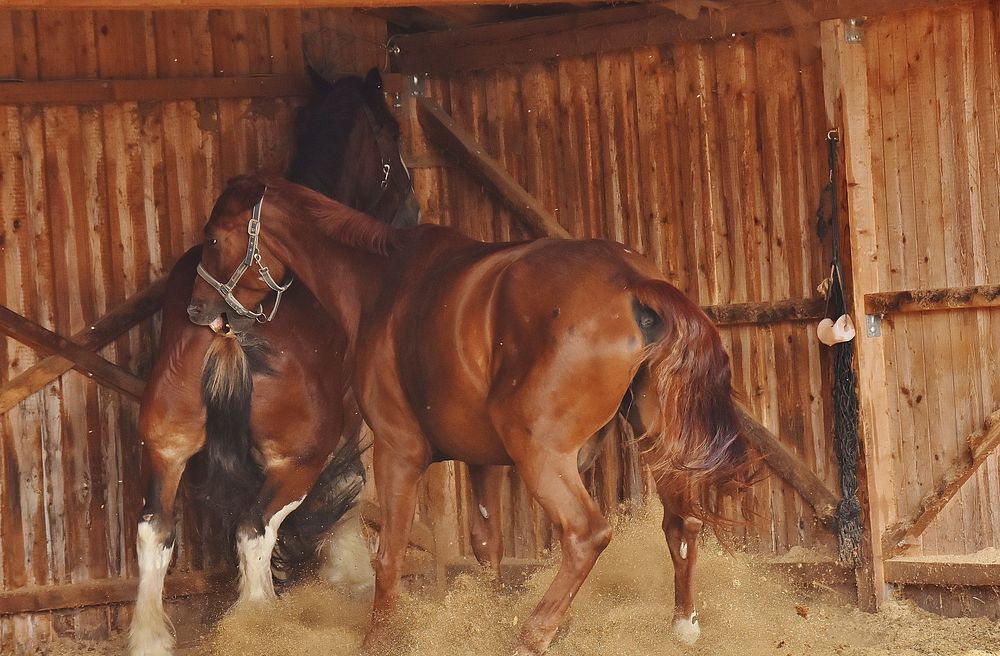Horses fighting, animal photography. Free public domain CC0 image.