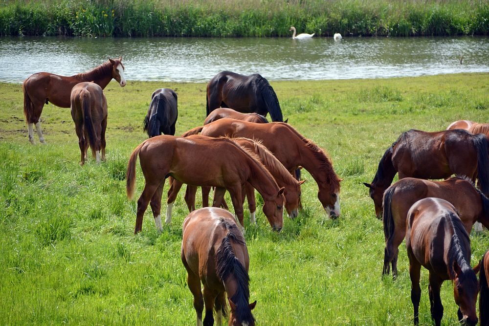 Horses in a pasture. Free public domain CC0 photo.