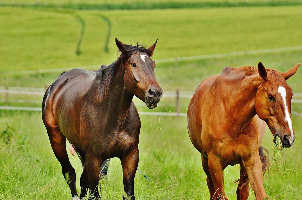 Horses playing in field. Free public domain CC0 photo.