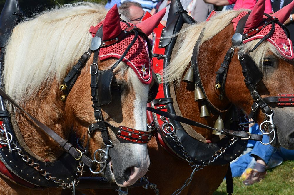 Draught horses, animal image. Free public domain CC0 photo.