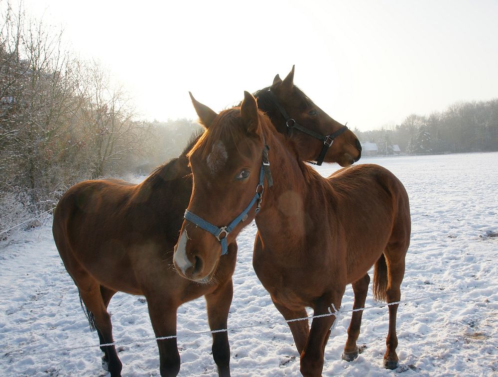 Two horses, animal image. Free public domain CC0 photo.
