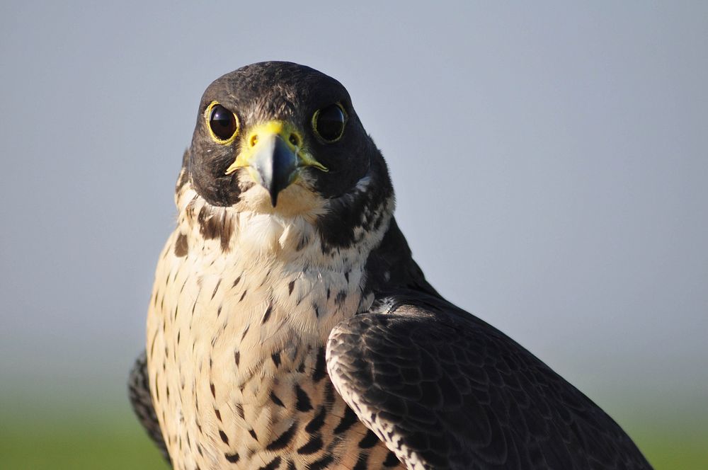 Hawk, bird photo. Free public domain CC0 image.