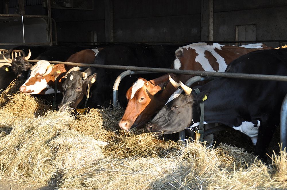 Cow, cattle, livestock animal, agriculture image. Free public domain CC0 photo.