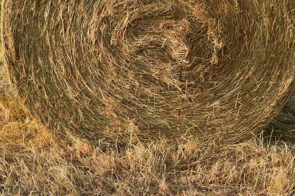 Large roll of hay bale. Free public domain CC0 photo.