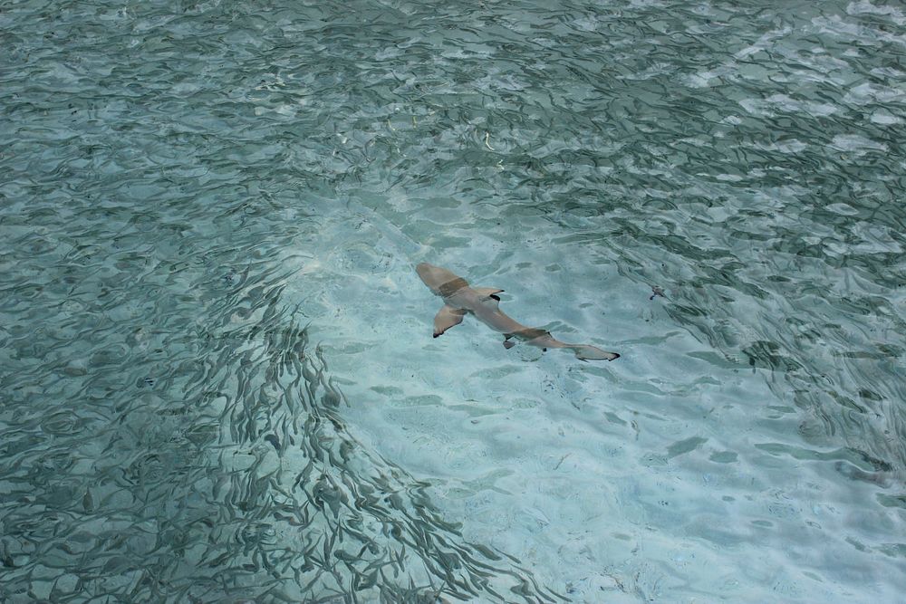 Shark separating crowd of fishes. Free public domain CC0 photo/image.