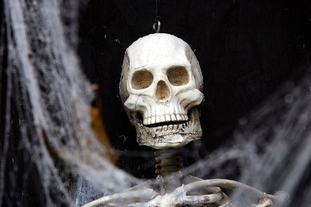 Closeup on Halloween human skull decoration. Free public domain CC0 image.