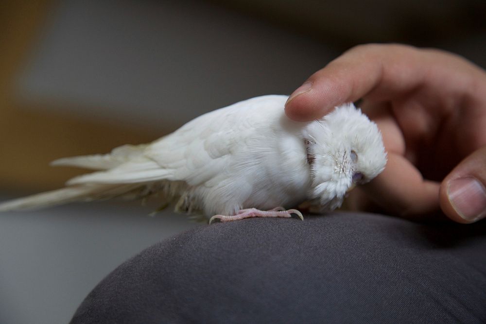 Small white parakeet bird. Free public domain CC0 image.