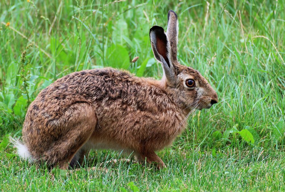 Cute rabbit on the field. Free public domain CC0 image.