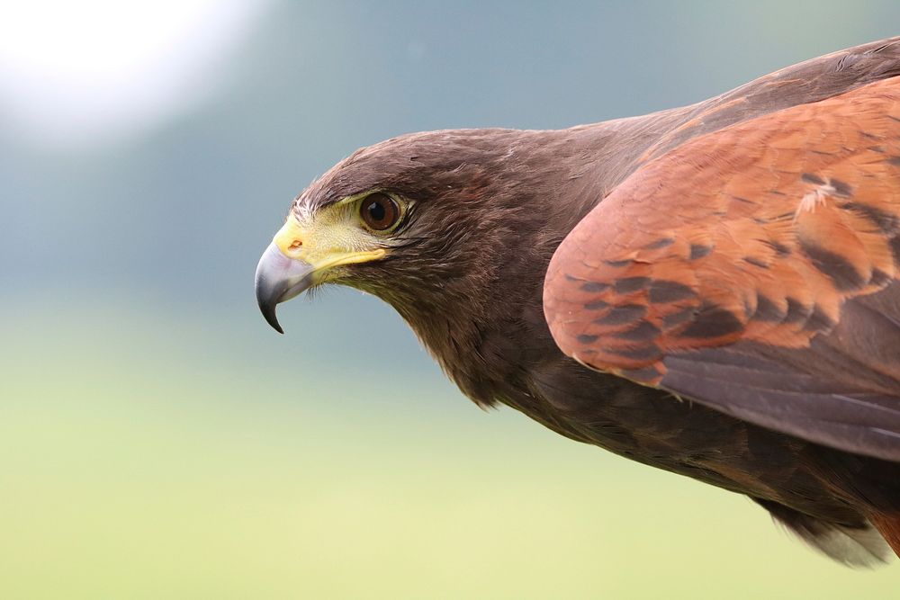 Harris Hawk bird photo. Free public domain CC0 image.