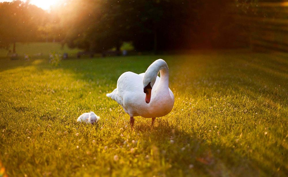 White swan with baby swan. Free public domain CC0 photo.