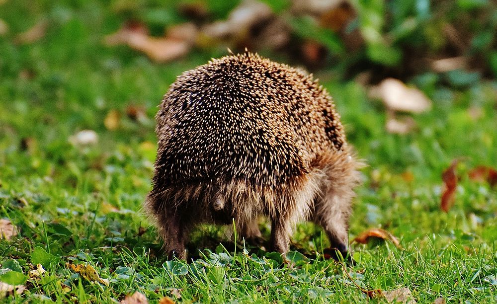 Hedgehog. Free public domain CC0 image.