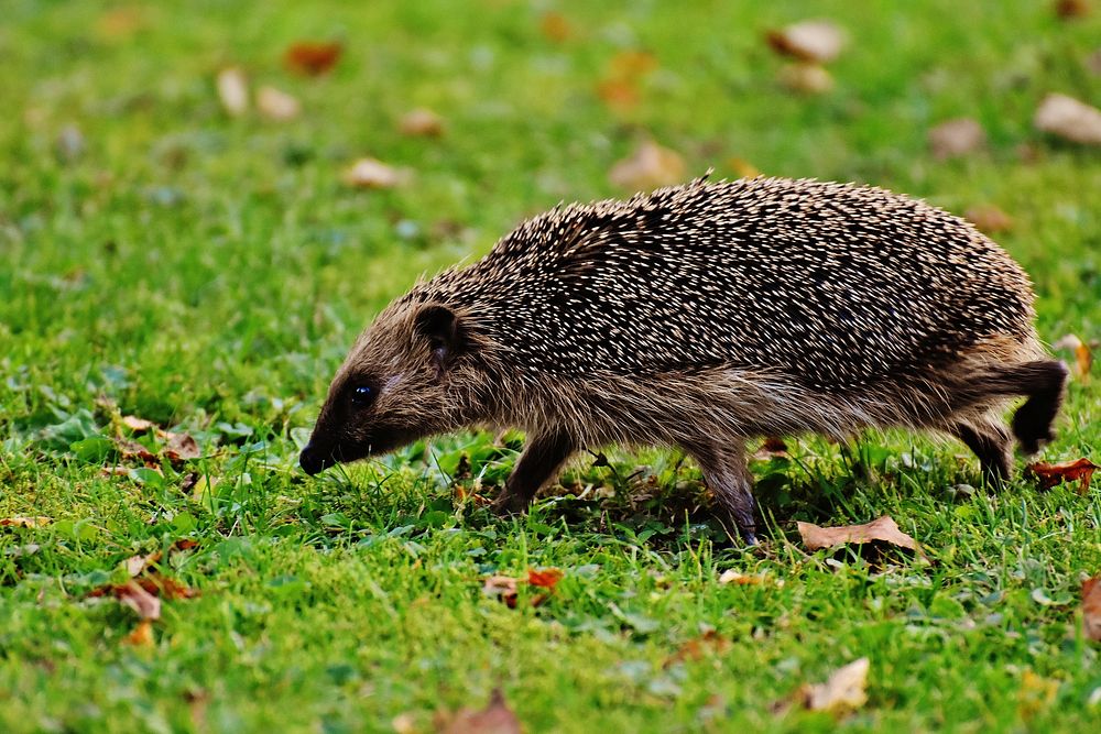 Cute hedgehog, animal image. Free public domain CC0 photo.