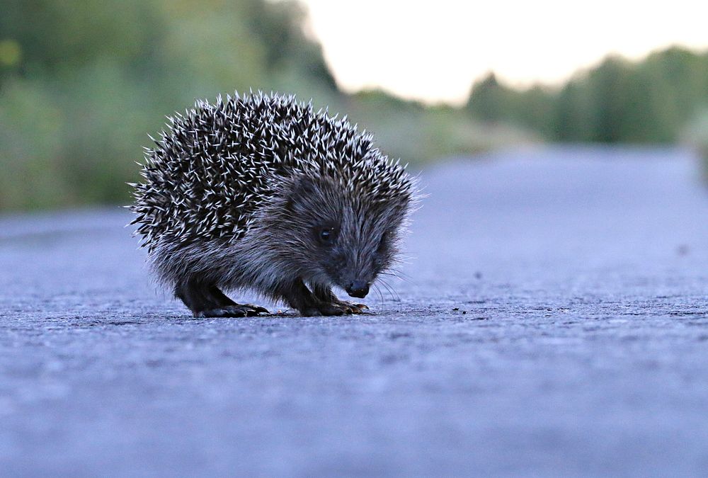 Cute hedgehog, animal image. Free public domain CC0 photo.