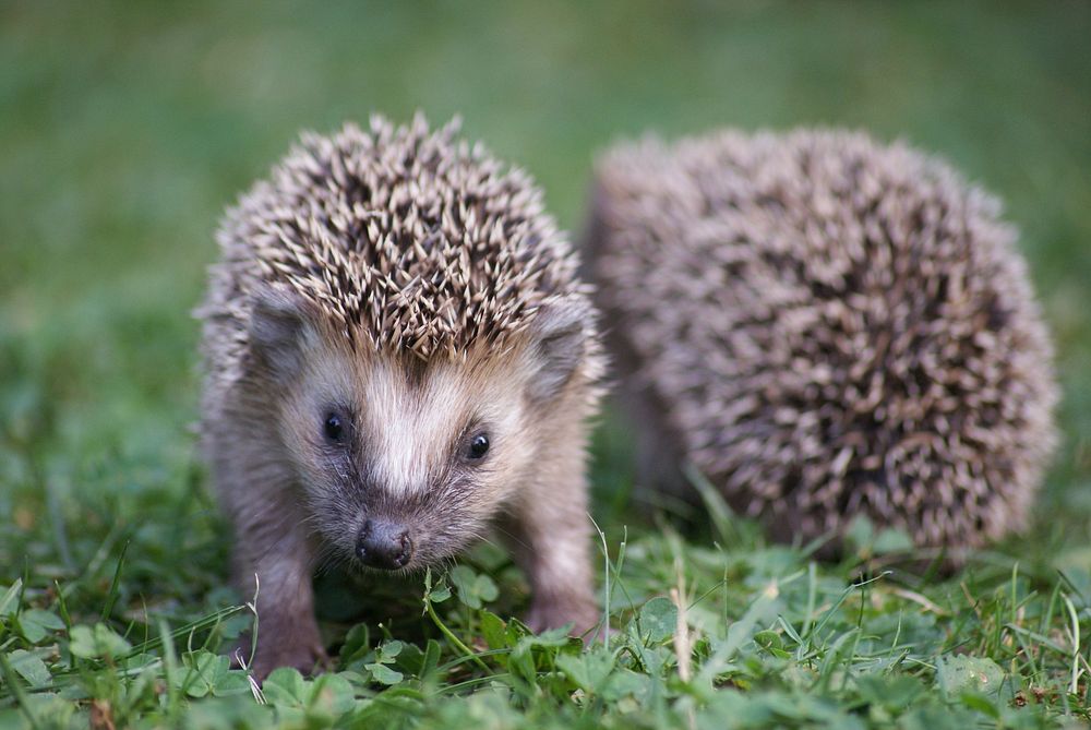 Hedgehogs background. Free public domain CC0 photo.