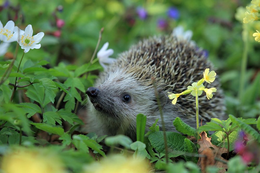 Hedgehog background. Free public domain CC0 photo.