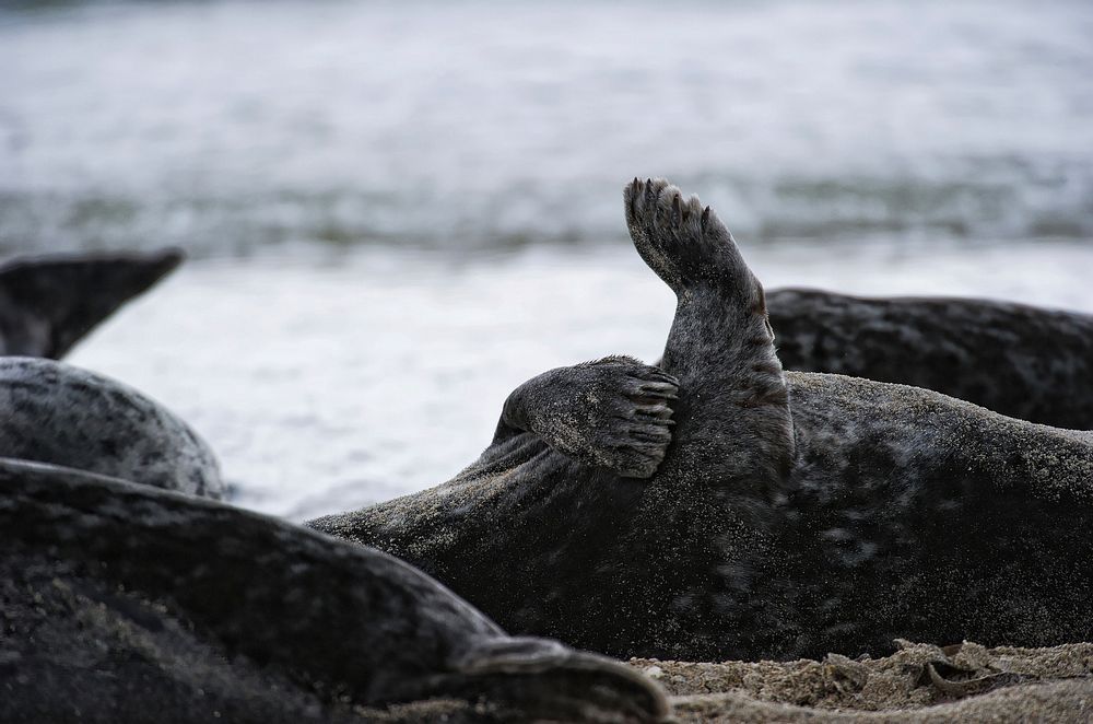 Grey seal paws close up. Free public domain CC0 photo.