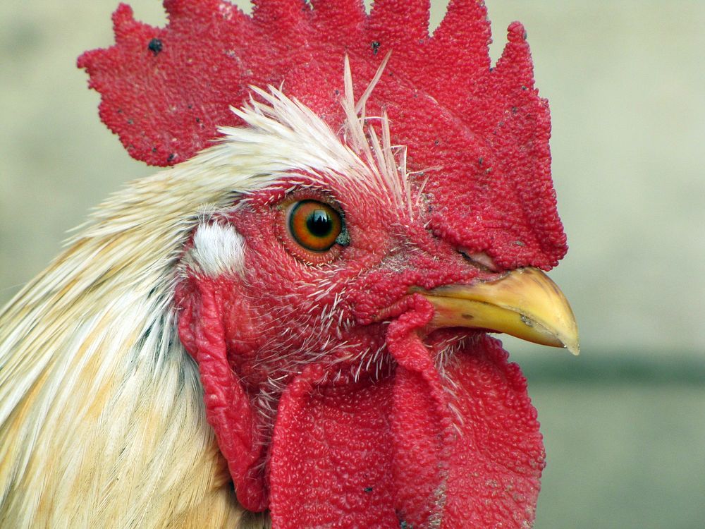 Rooster, poutry industry. Free public domain CC0 photo.