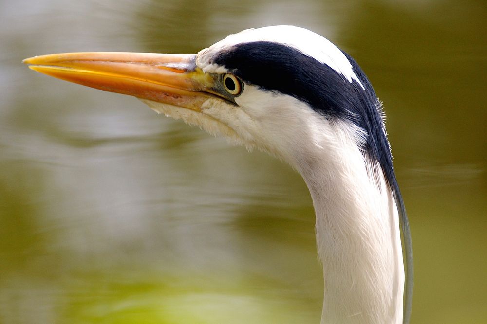 Egret, bird photography. Free public domain CC0 image.