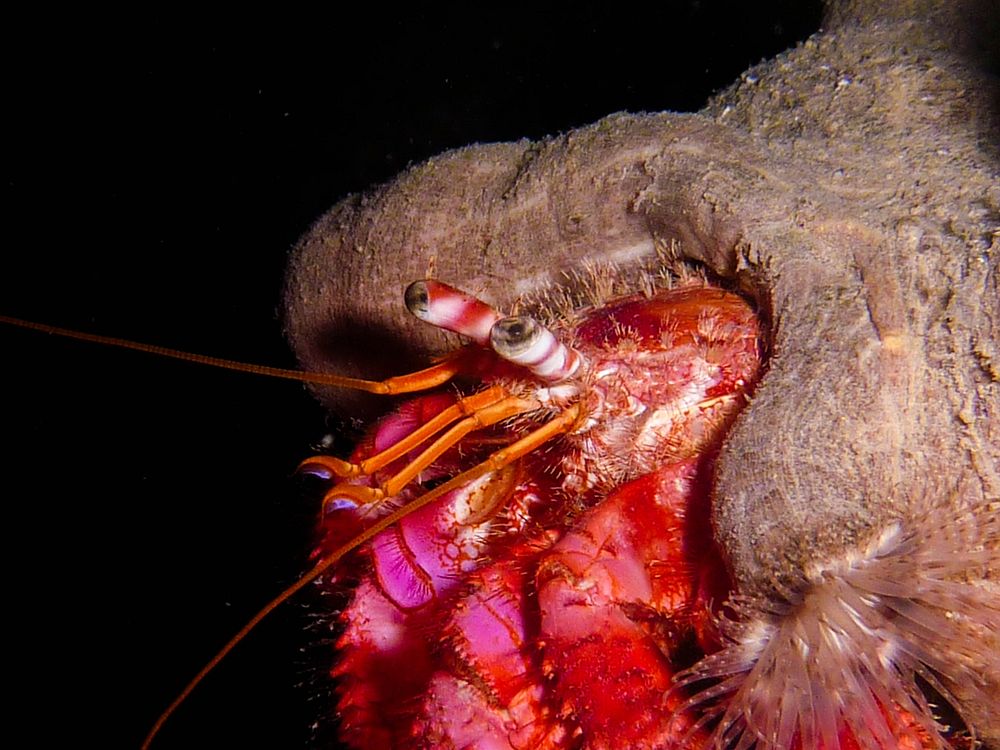 Hermit crab close up. Free public domain CC0 image.