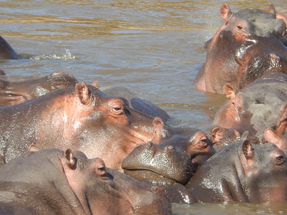 Hippo in water. Free public domain CC0 photo.