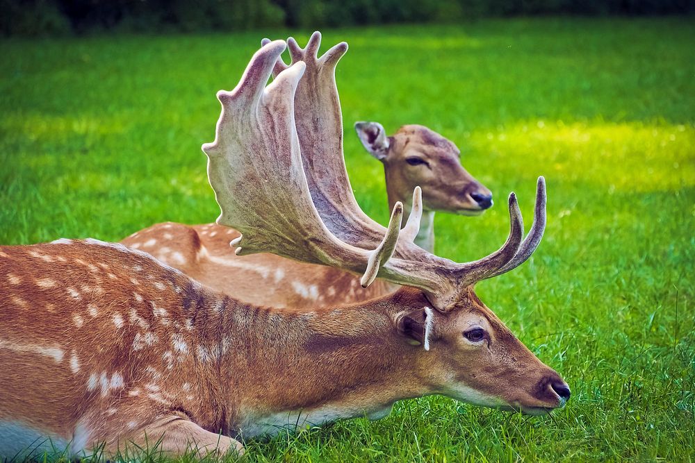 European fallow deer, wildlife. Free public domain CC0 photo.