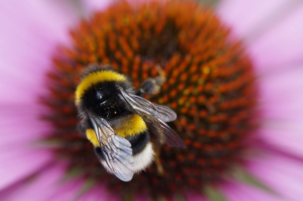 Bee on flower. Free public domain CC0 photo.