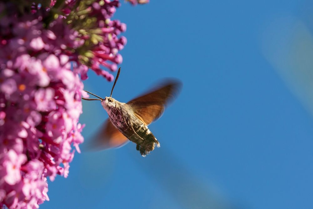 Moth flying near flower. Free public domain CC0 photo.