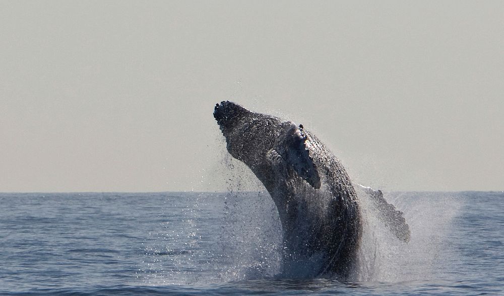 Humpback whale jumping backwards. Free public domain CC0 image.