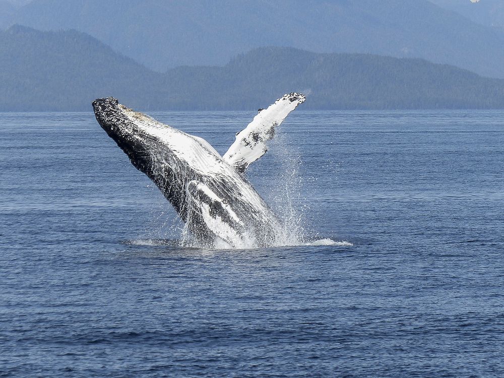 Humpback whale jumping backwards. Free public domain CC0 image.