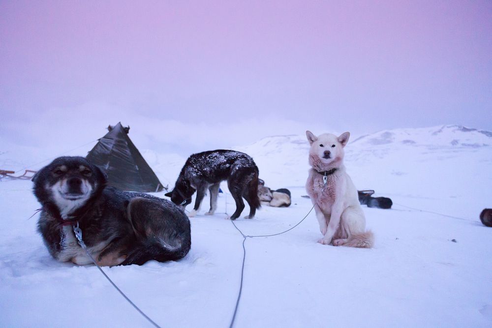 Dogsled on snow. Free public domain CC0 photo.