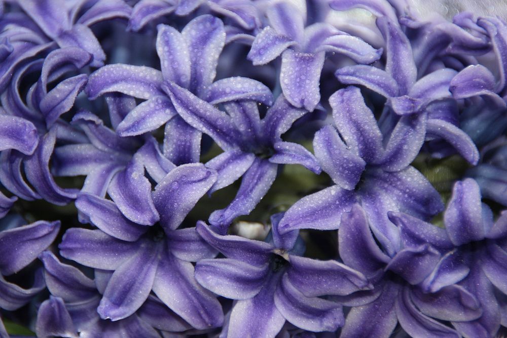 Purple hyacinth background. Free public domain CC0 photo.