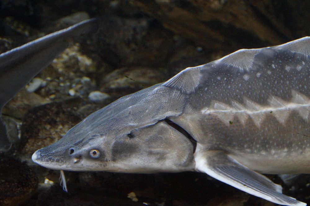 Persian sturgeon fish close up. Free public domain CC0 photo.