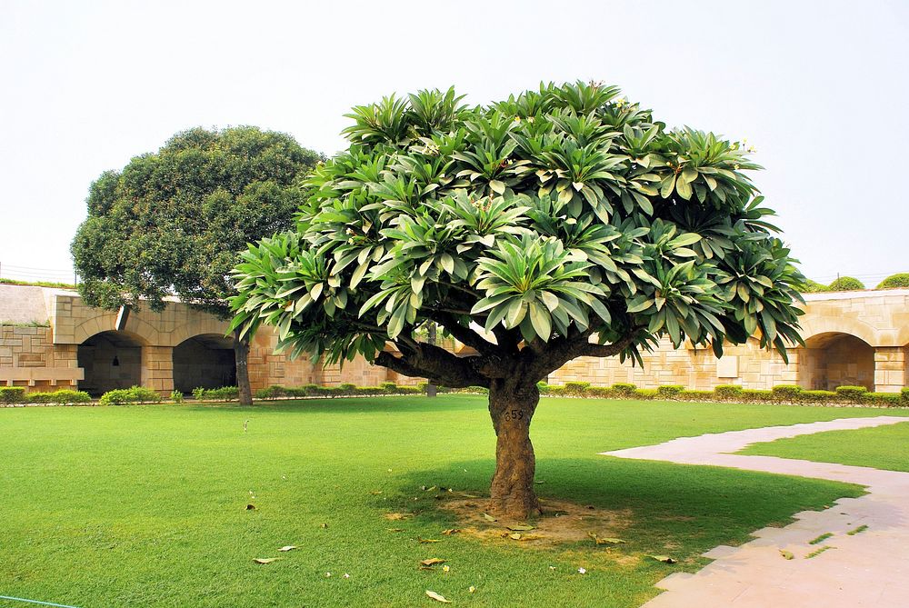 India tomb frangipani tree. Free public domain CC0 image.