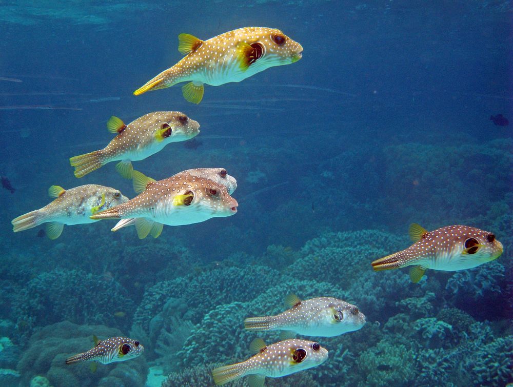 White spotted puffer fishes swimming. Free public domain CC0 photo.