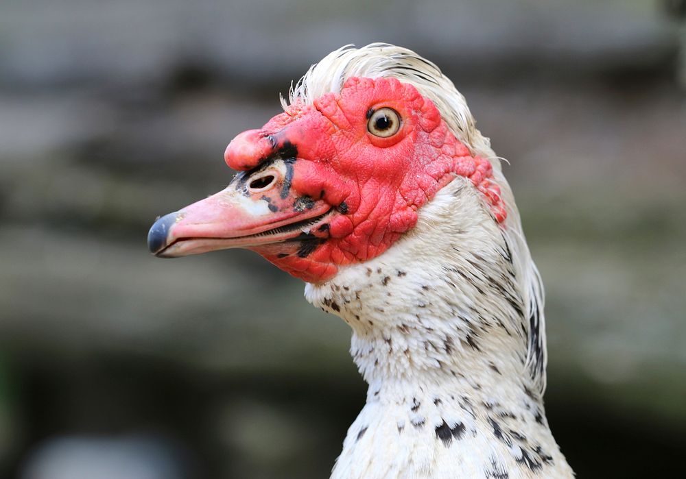 Muscovy duck head close up. Free public domain CC0 photo.