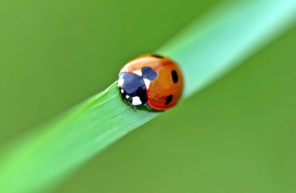 Ladybug insect. Free public domain CC0 image
