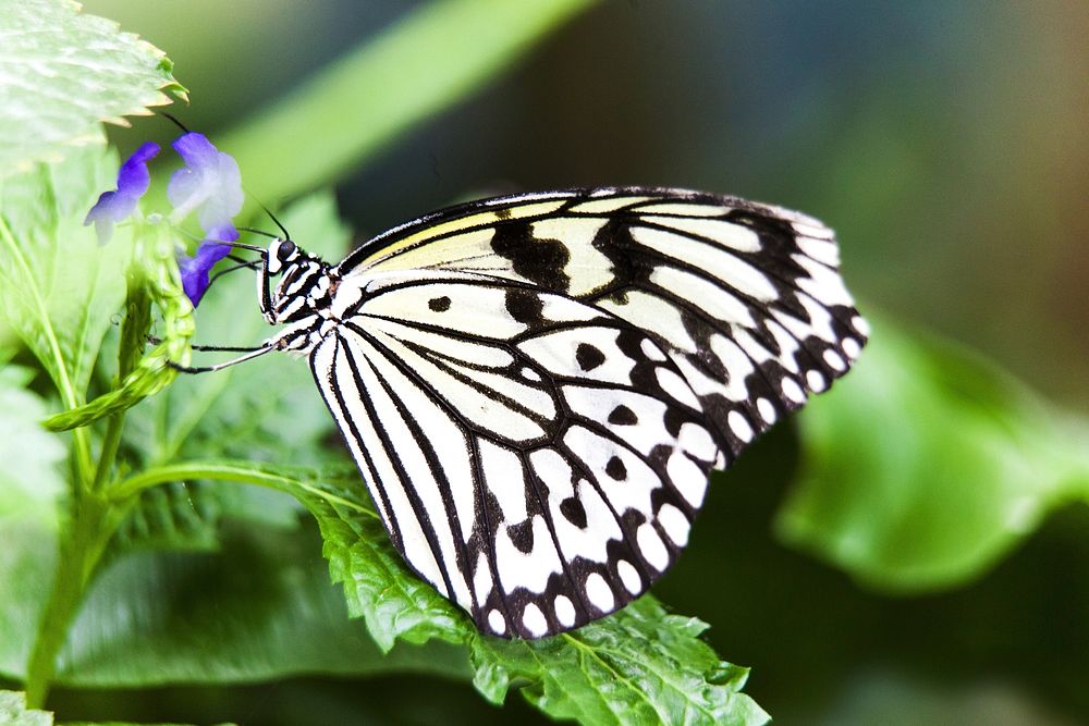 Butterfly on flower. Free public domain CC0 photo.