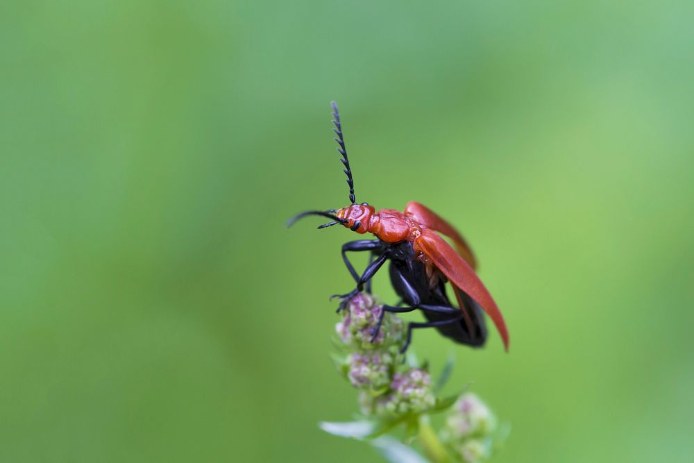 Wasp insect. Free public domain CC0 image.