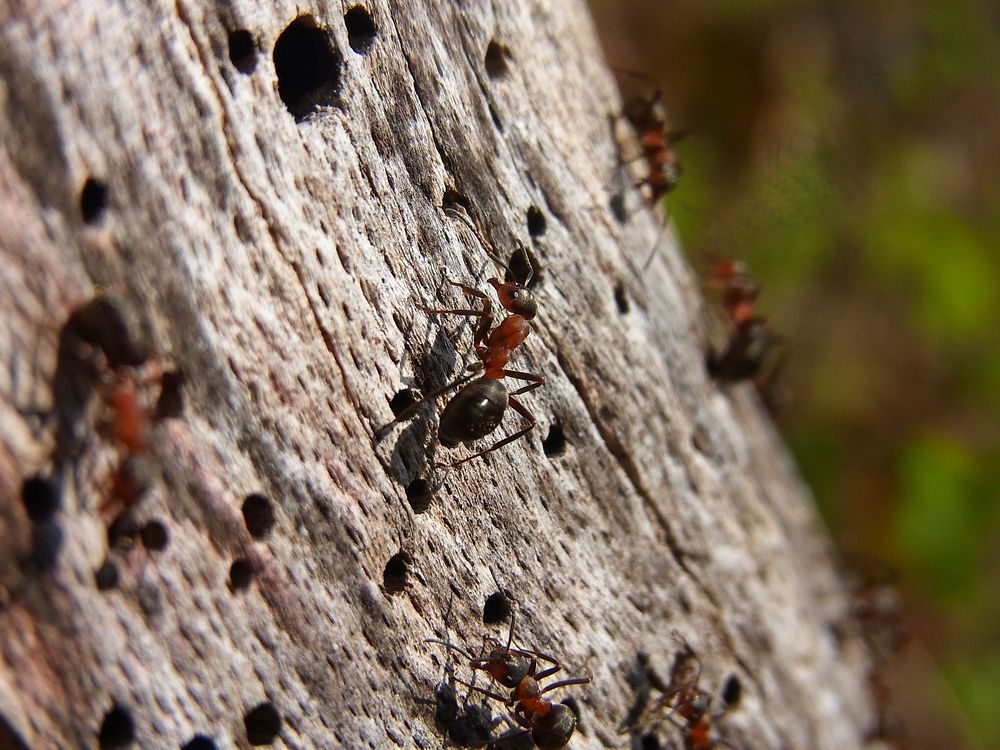 Fire ant. Free public domain CC0 image.