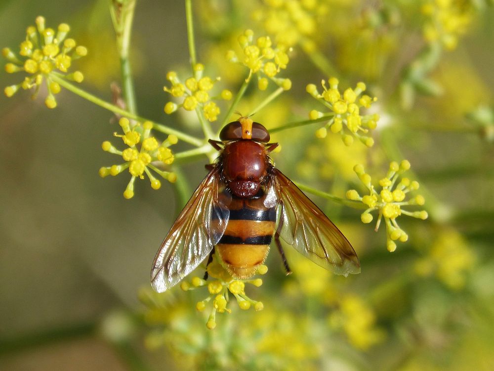 Hornet and yellow flower background. Free public domain CC0 image.